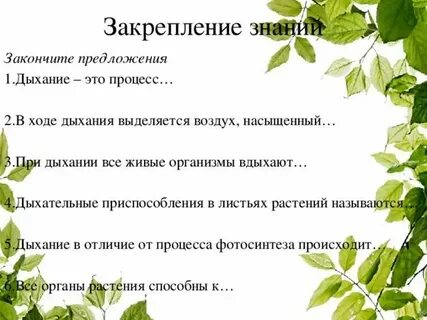 Листья растений дышат
