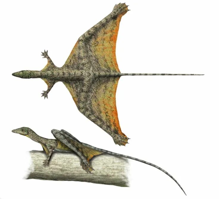 Воздушная рептилия. Sharovipteryx Mirabilis. Агама ящерица Летучий дракон. Триас шаровиптерикс. Триасовый период шаровиптерикс.