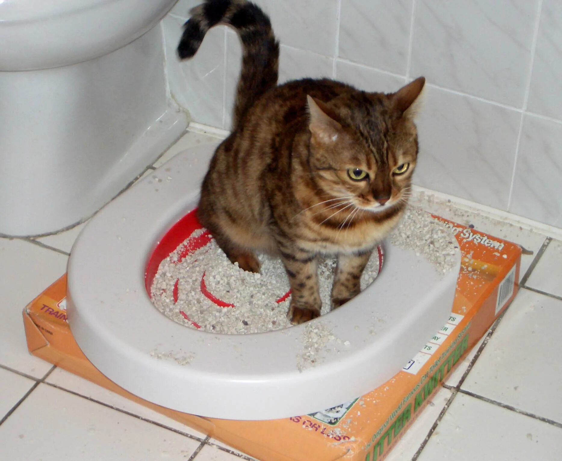 Почему не можешь сходить в туалет. Котенок в унитазе. Кот в туалете. Кошачий лоток с какашками. Унитаз для кошек.