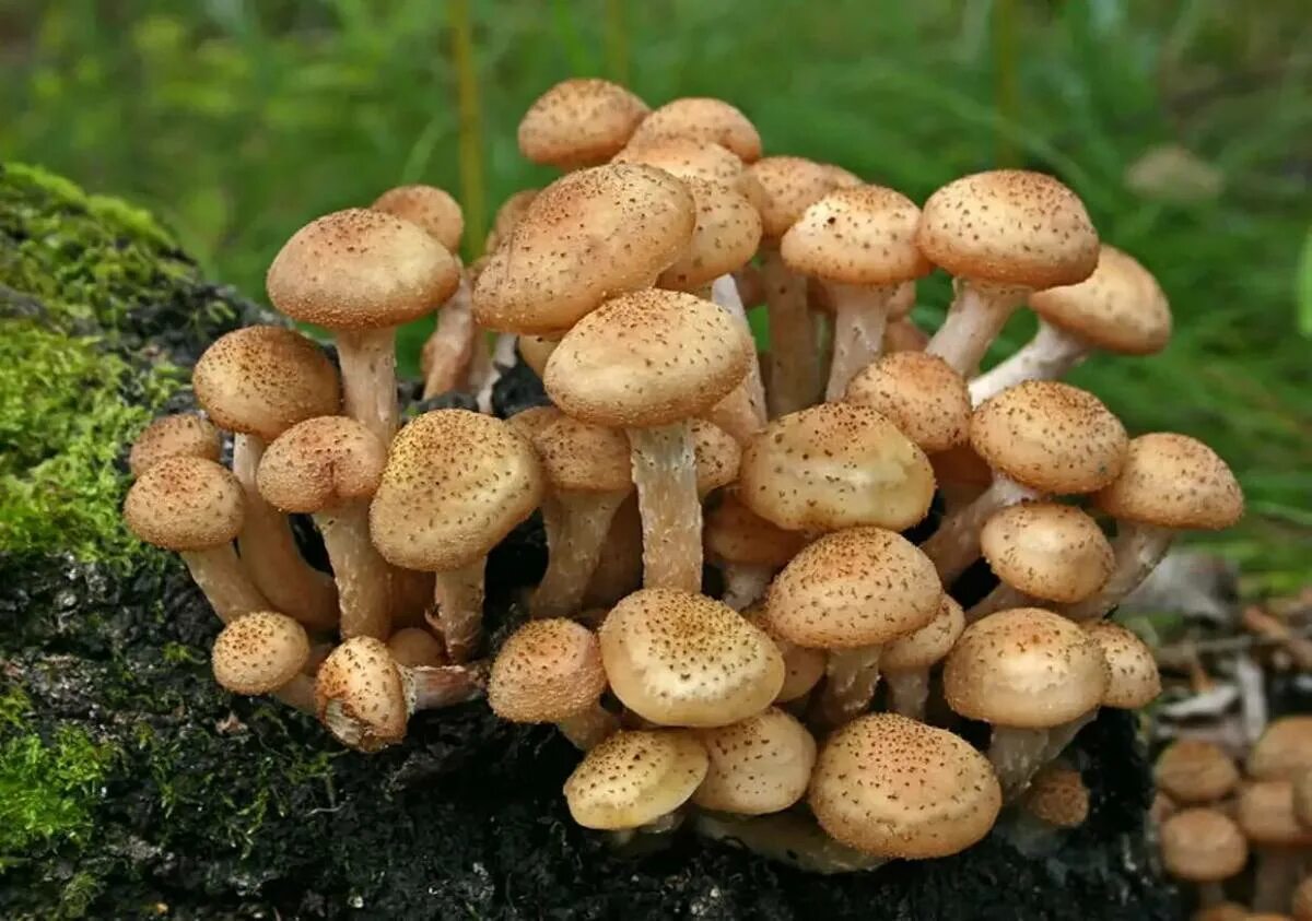 Опенок серопластинчатый hypholoma capnoides. Съедобные грибы опята. Съедобные грибы опята. Съедобные грибы опята. Галерина окаймленная и летний опенок.