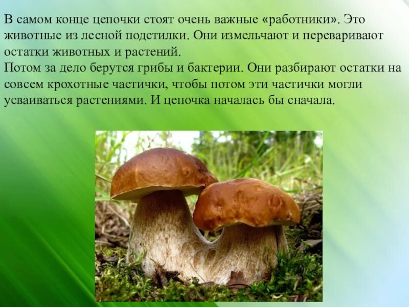 Описать любое сообщество. Лесное сообщество 3 класс. Рассказ о сообществе. Сообщение о природном сообществе. Рассказ о природном сообществе 3 класс окружающий мир лес.