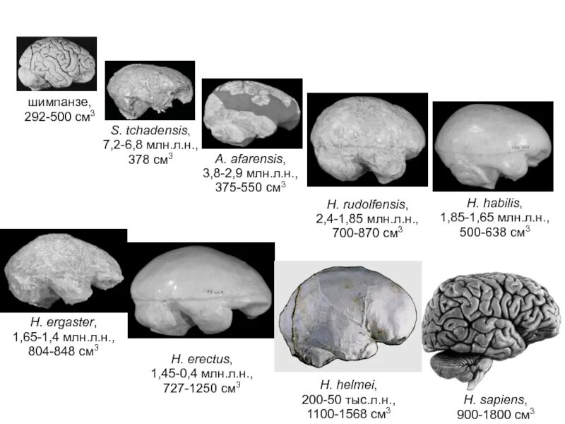 Эволюция размера мозга. Эволюция человеческого мозга. Объем мозга человека и шимпанзе. Размер мозга обезьяны и человека. Мозг человека и мозг обезьяны.