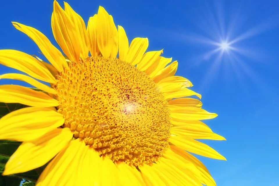Стало меньше солнечного. Подсолнух и солнце. Солнечный день. Подсолнечник солнце. Солнечный цветок.