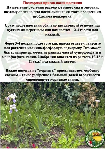 Чем подкормить ирисы. Подкормка ирисов. ирисы удобрения. схема подкормки ирисов. подкормка ириса.