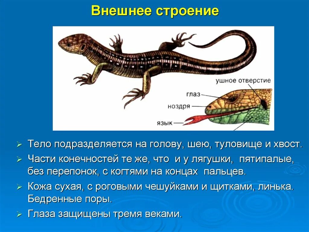 Хвостовой отдел пресмыкающихся. Внешнение строение реп. Внешнее строение ящерицы. Класс рептилии внешнее строение. Строение пресмыкающихся.