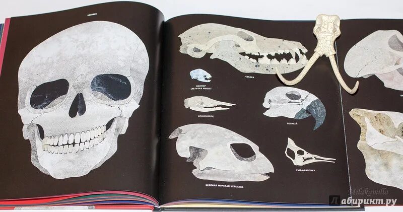 Стив скелет. Дженкинс с. &quot;кости и скелеты&quot;. книга кости. стив дженкинс кости и скелеты.