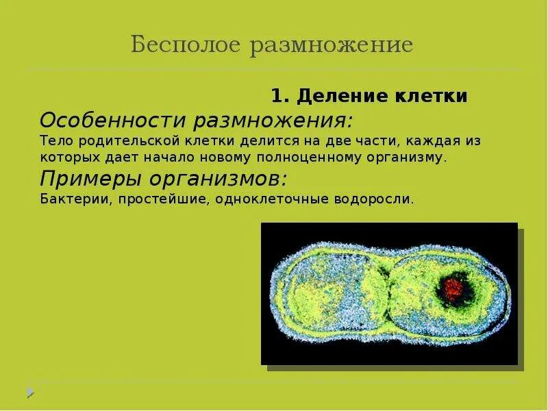 В размножении клетки принимает участие. Размножение клеток. Процесс размножения клетки. Размножение клеток растений. Деление клетки особенности размножения.