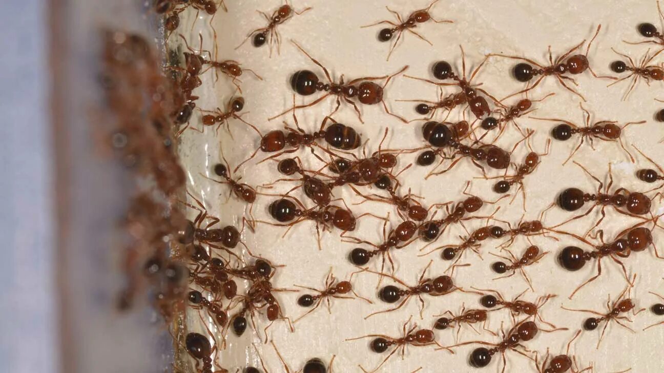 Тропические муравьи. Муравьи. Муравьи formica fusca. Муравьи пожарники. Paraponera clavata.