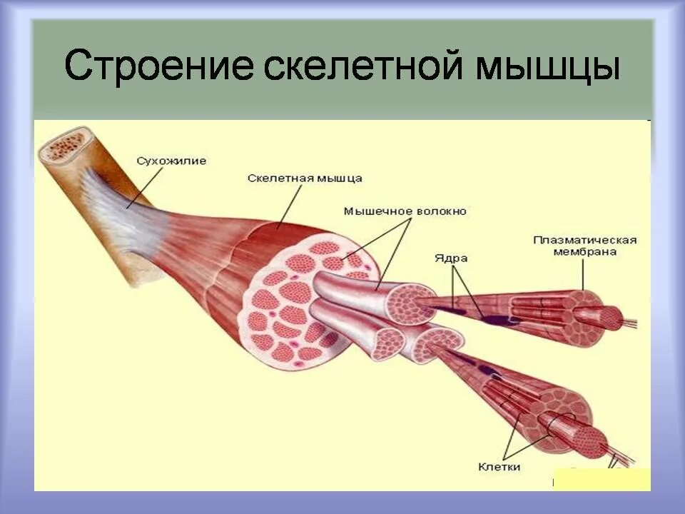 Работа скелетных мышц человека. Строение скелетной мышцы вид сбоку. 3.12 Строение скелетных мышц. Скелетная мышечная ткань строение. "Троение секлетной мышцы.