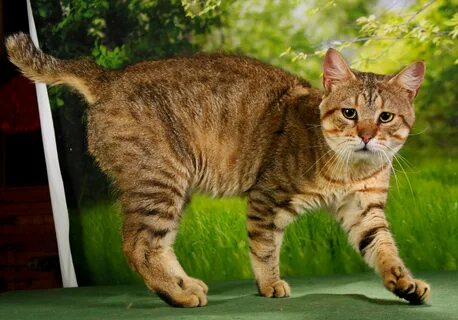 Түкті письки бар жалаңаш қыздардың үйдегі фотосуреттері