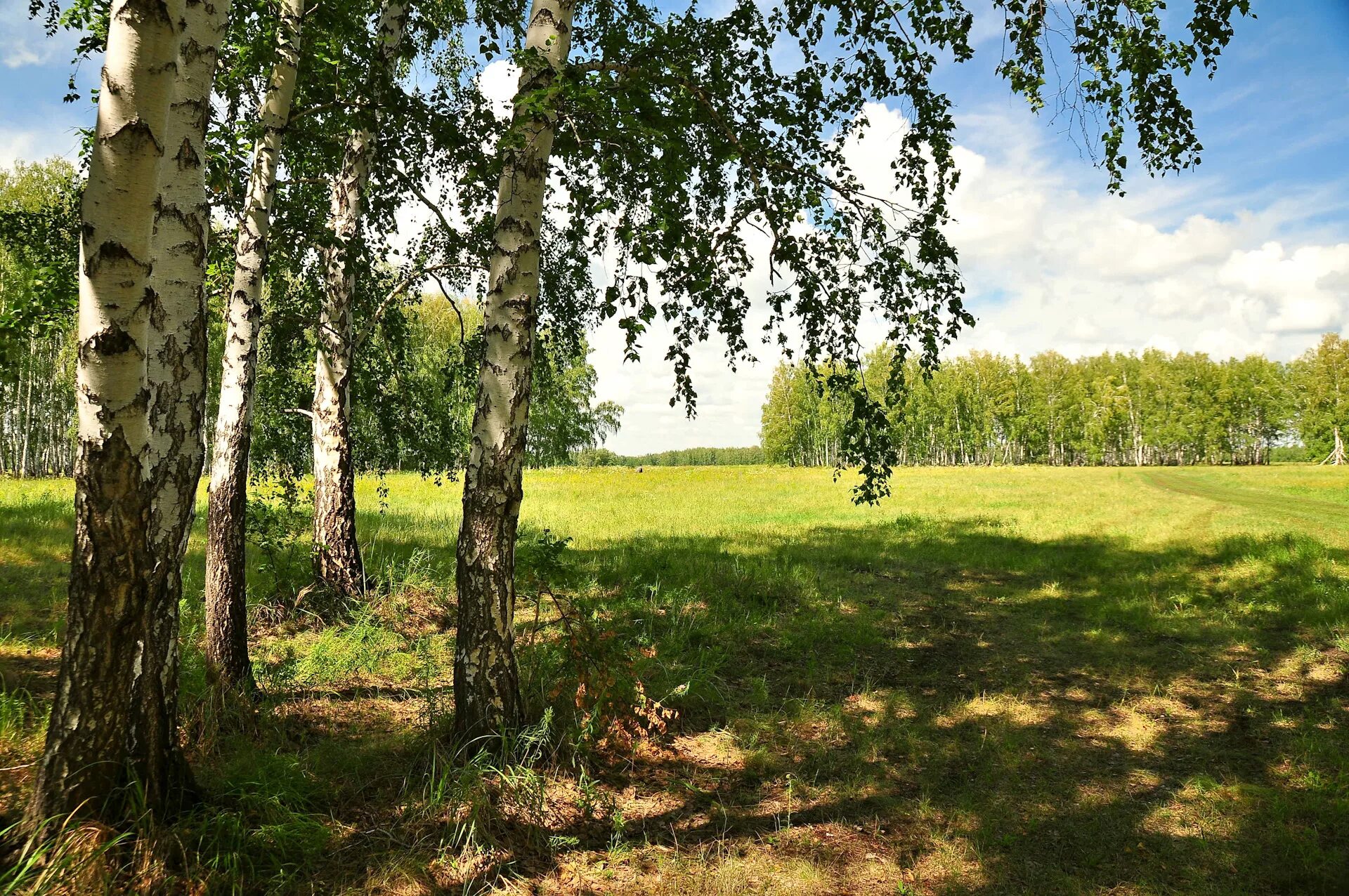 Березовая роща опушка. Березовая роща Омск. Русская природа Березовая роща Березки. Белорусская Березовая роща. Березки самарская область