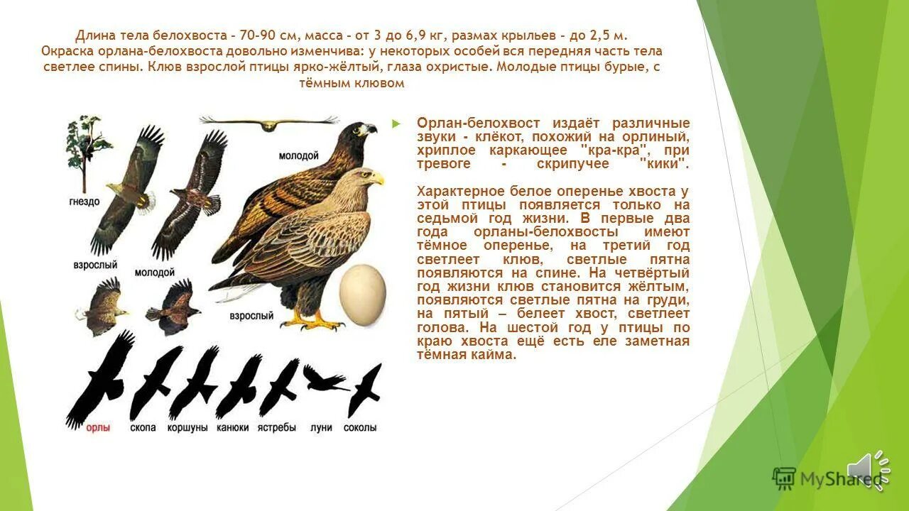Сообщение о степном орле. Рассказ о степном орле. Студенты биологи изучают степного орла хищную. Дикий кавказ орел. Степной орел алтайский край.