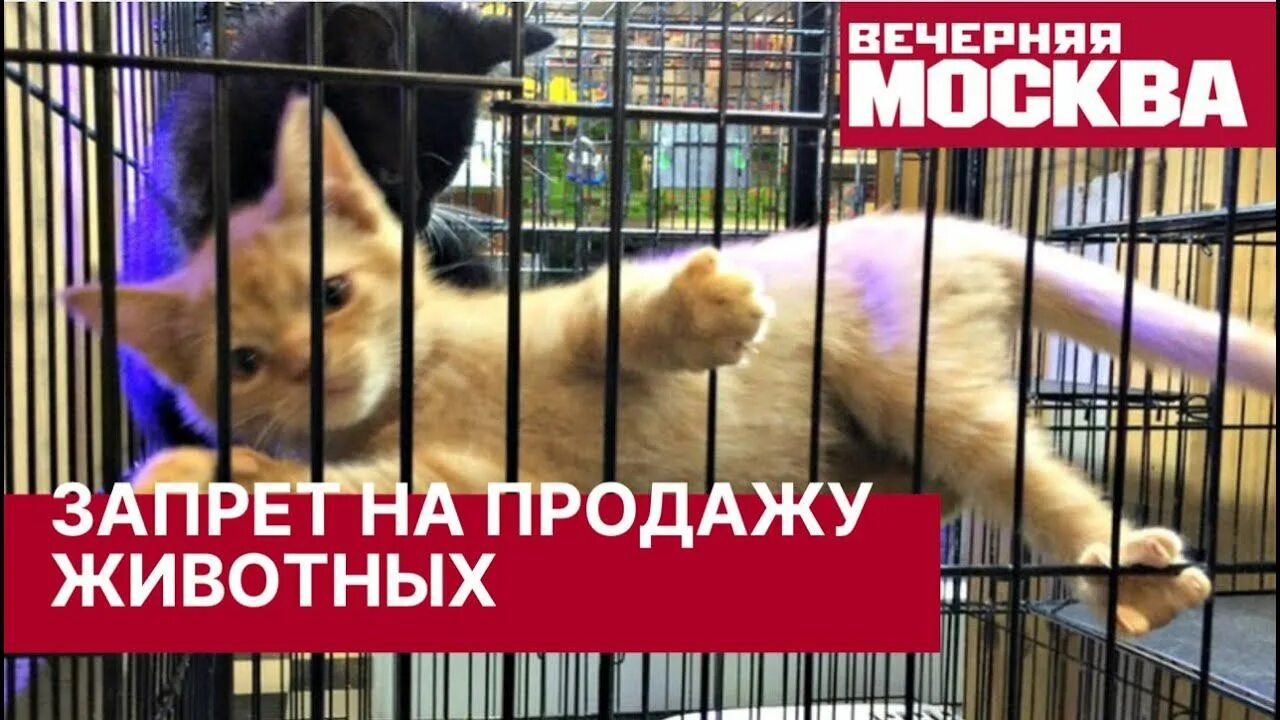 Законопроект о запрете животных. Запрет на продажу животных в зоомагазинах.