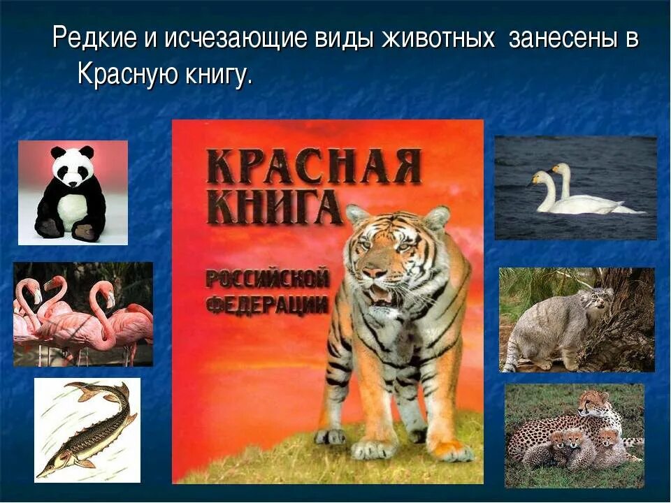 Какие редкие виды