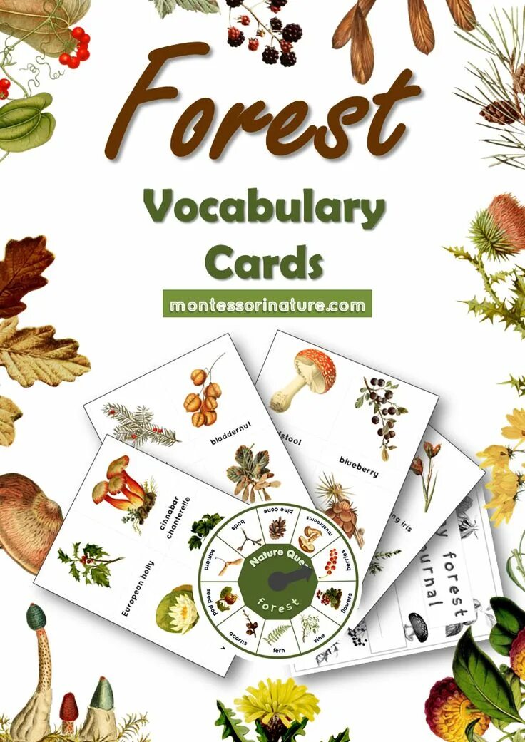 Vocabulary cards. Forest Vocabulary. Vocabulary for Forest. Forest Vocabulary in English. Forest Vocabulary for Kids.