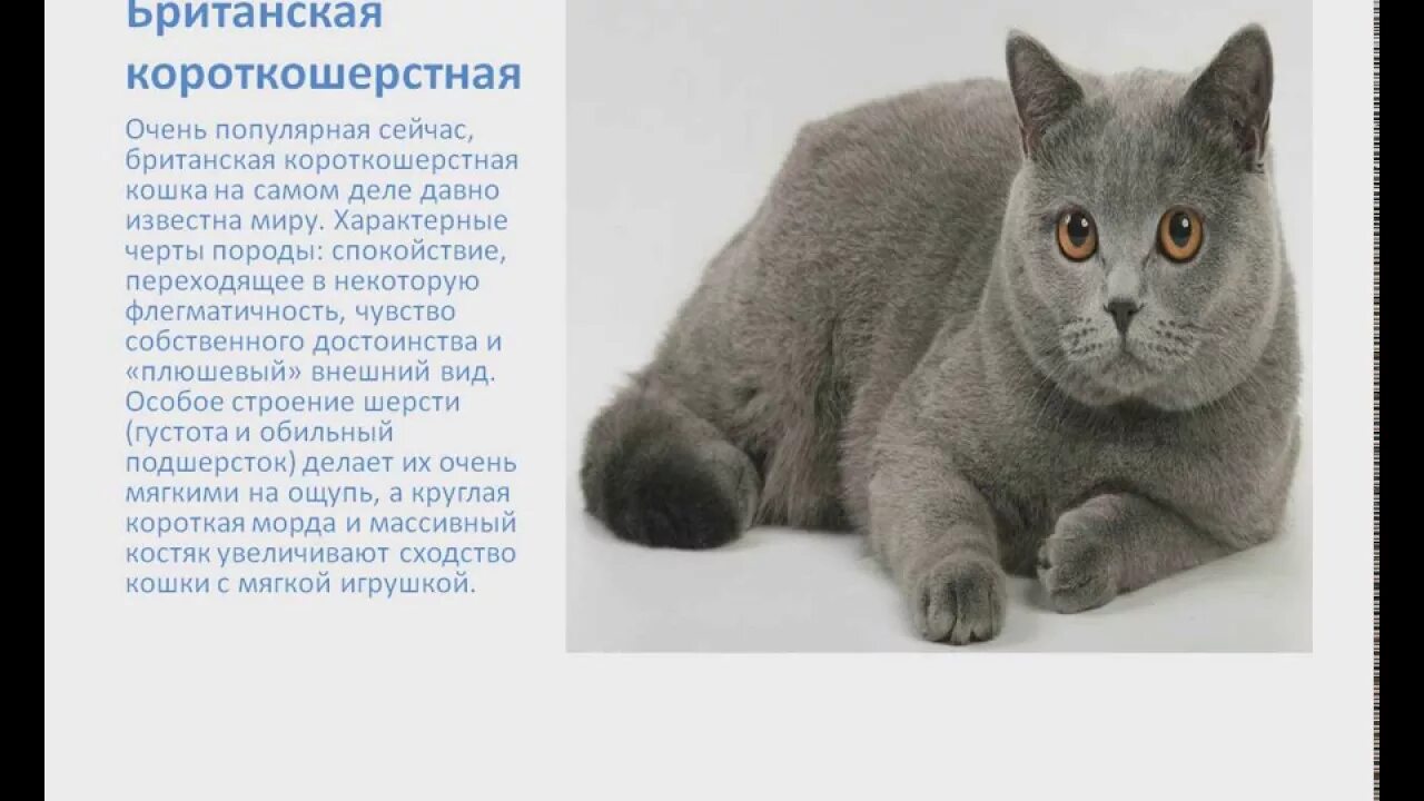 Какие есть породыкошак. Какие породы кошек считаются самыми ласковыми. Породы кошек с фотографиями и названиями пор. Породы кошек с фотографиями. Породы кошек с названиями.