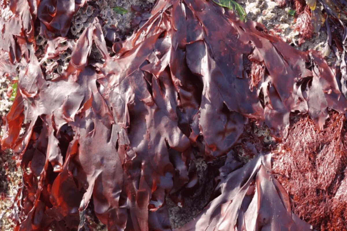Дульсе водоросли. Пальмария четковидная. Красные водоросли Дульсе. Пальмария водоросль.