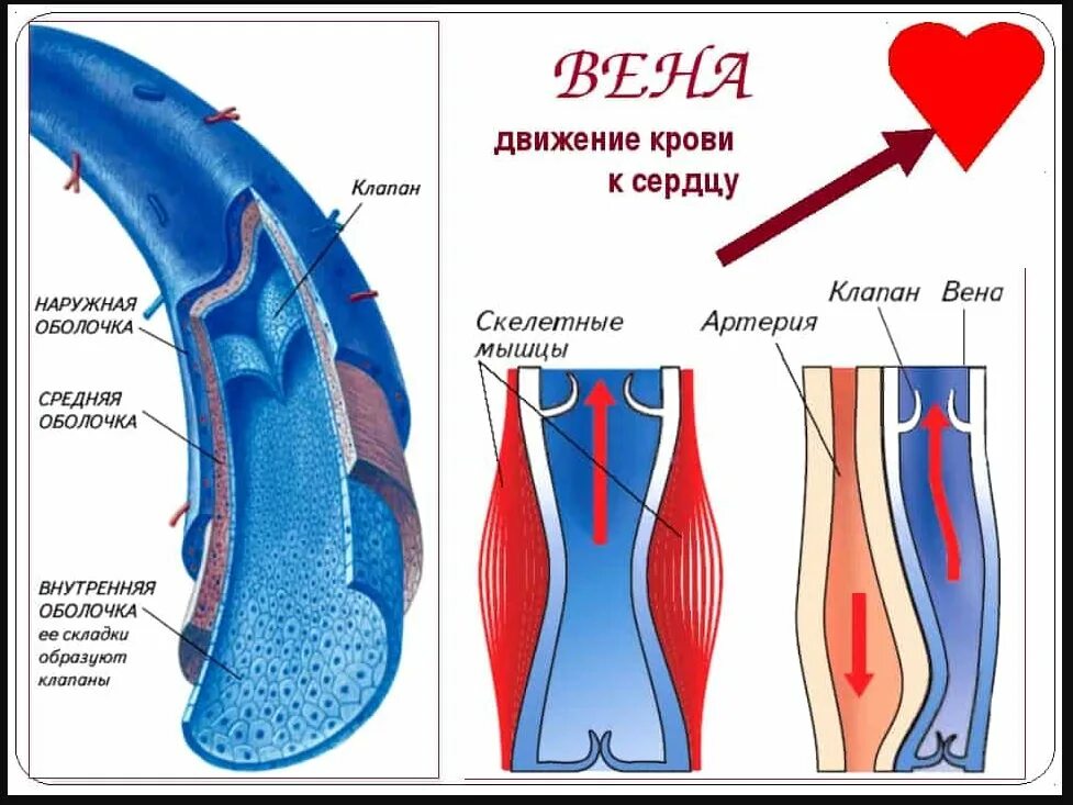 Сколько течет кровь. Строение венозного клапана. Строение вен нижних конечностей клапаны. Строение клапанов вен.