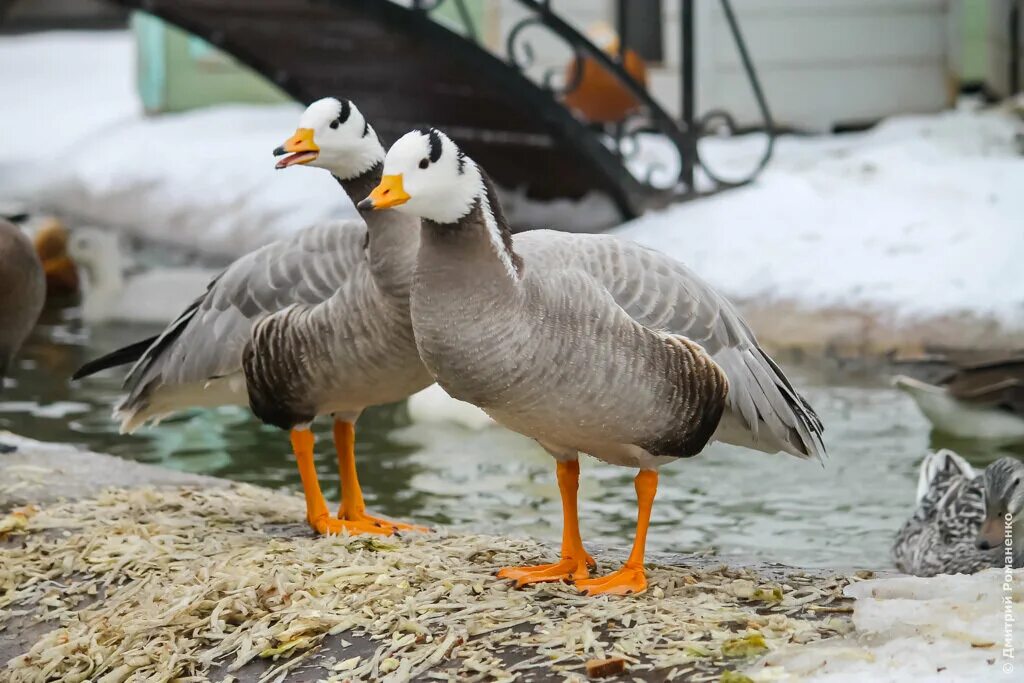 Птичье царство сергиев посад. Птичье царство заголовок. Птичье царство андрей. Птичий зоопарк в грайвороне. Птичье царство.