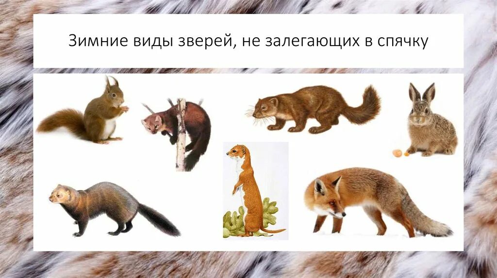 Кто зимой из животных. Животные впадающие в спячку. животные которые спят зимой. животные впадающие в спячку зимой. лесные животные которые впадают в спячку.
