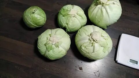 Капуста бай беларусь