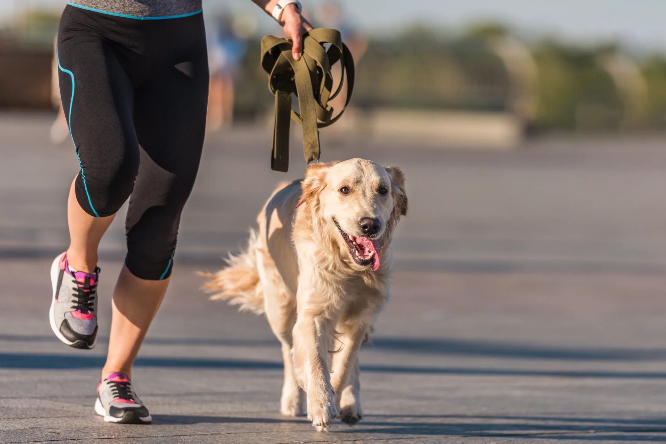 My dog running