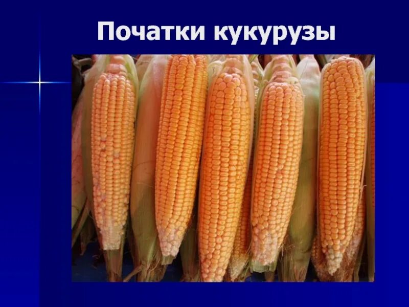 Дары нового света биология. Дары старого и нового света 6 класс. Дары нового и старого света биология 6 класс. Мороженое кукурузный початок.