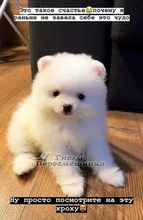 Собака мишка белая