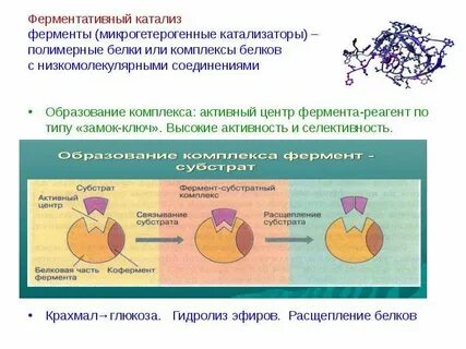 Роль фермента в катализе