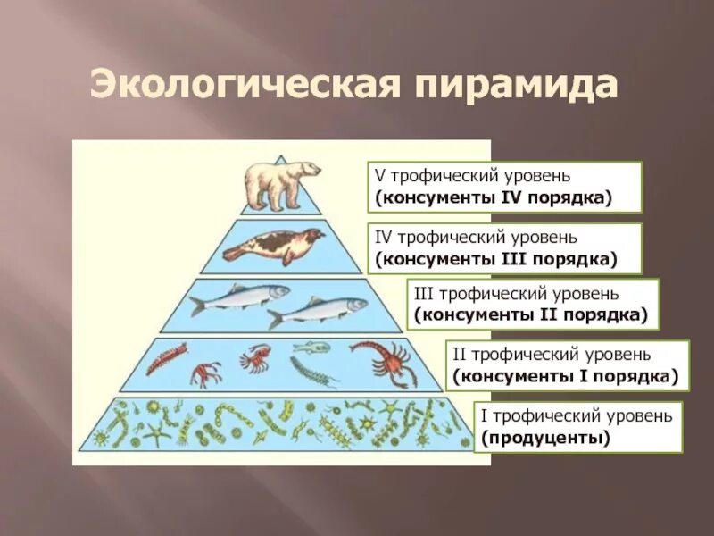 Трофический уровень редуцентов