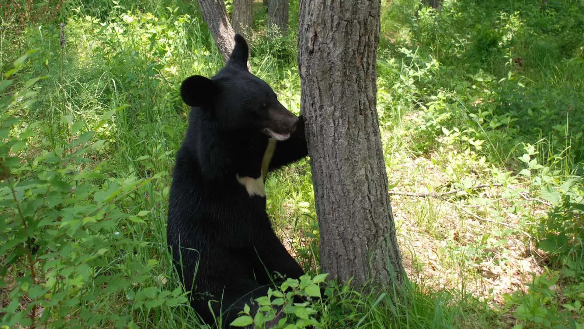 Медведь живущий в австралии. Гималайский белогрудый медведь. Лазовский заповедник Гималайский медведь. Белогрудый медведь Уссурийская Тайга. Древесный медведь.
