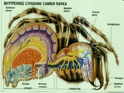 Анатомия паука