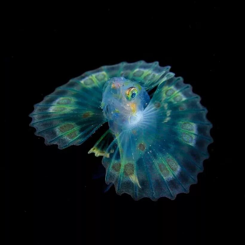 Глубоководные обитатели океана. Мятный ангел глубоководная рыбка. Морской мятный ангел рыбка. Глубоководные светящиеся рыбы. Необычные рыбы.