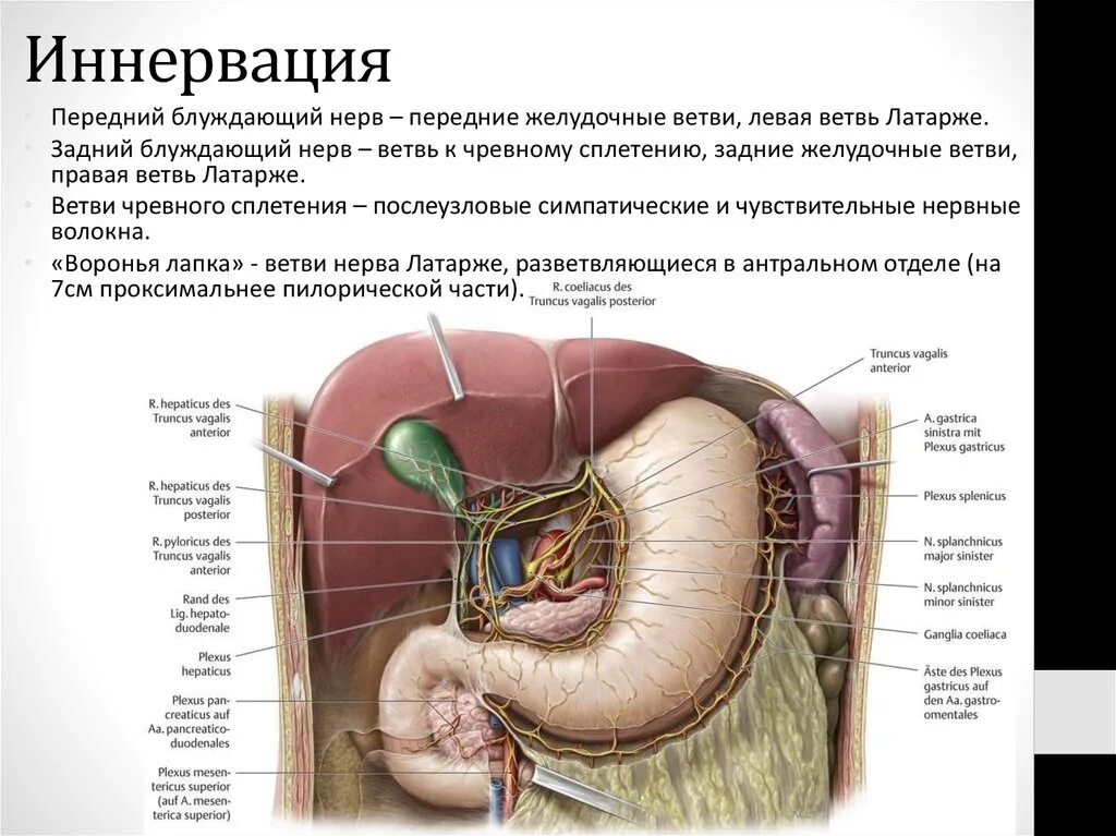 Сфинктер латынь. Блуждающий нерв в брюшной полости. Желудок иннервация вагус. Кровоснабжение и иннервация желудка. Ветви блуждающего нерва желудка.