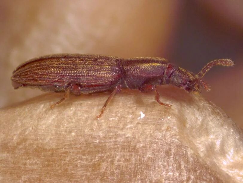 Жук мукоед личинки. Суринамский мукоед маленький. Мукоед. Жук мукоед рыжий. Мукоед.