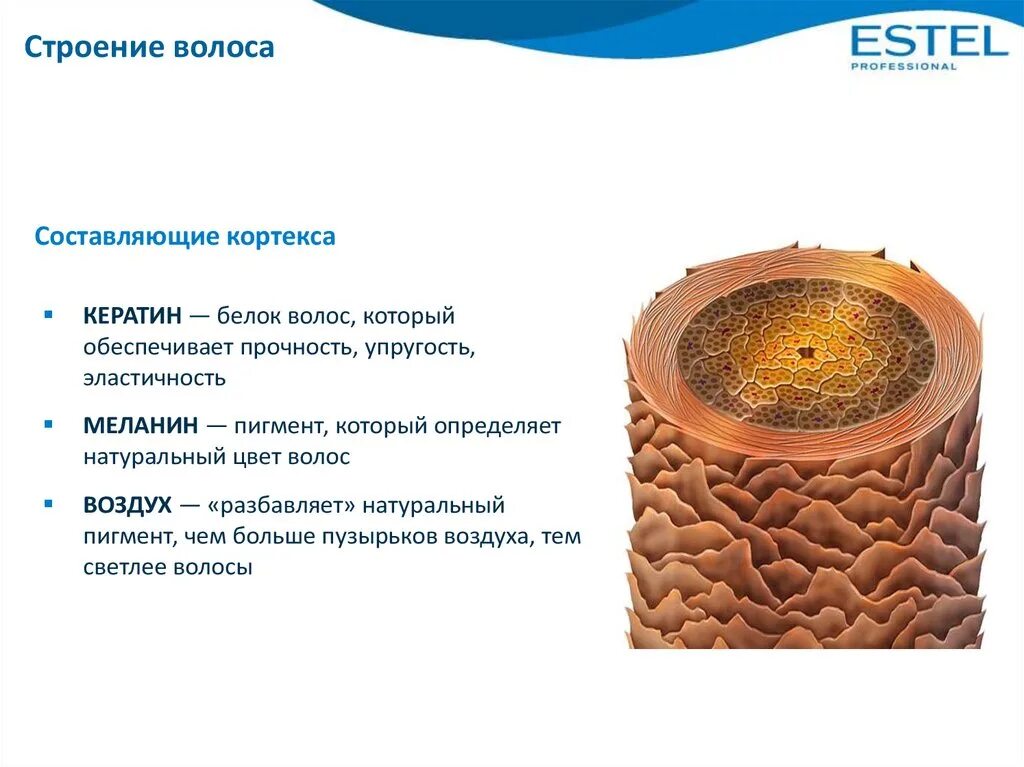 Строение волоса пигмент меланин. Структуры волокон кортекса волоса. Строение волоса меланин. Из чего состоит структура волоса. Кортекс волос