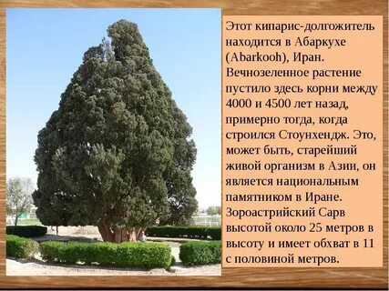Деревья и их жизнь