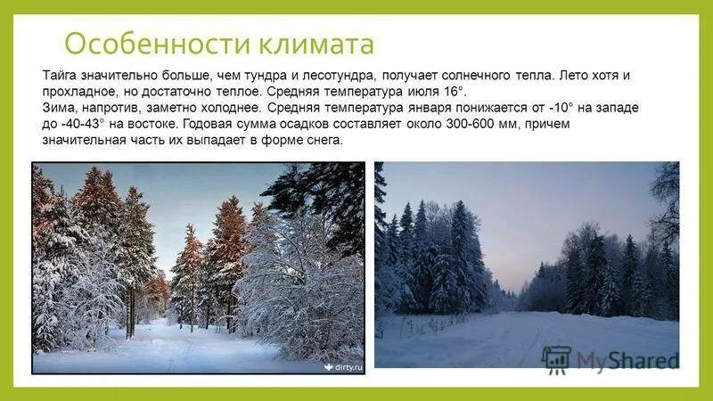 Климатические характеристики тайги. Климат тайги зимой и летом. Особенности климата тайг. Климат в тайге зимой. Климат средней тайги в России.