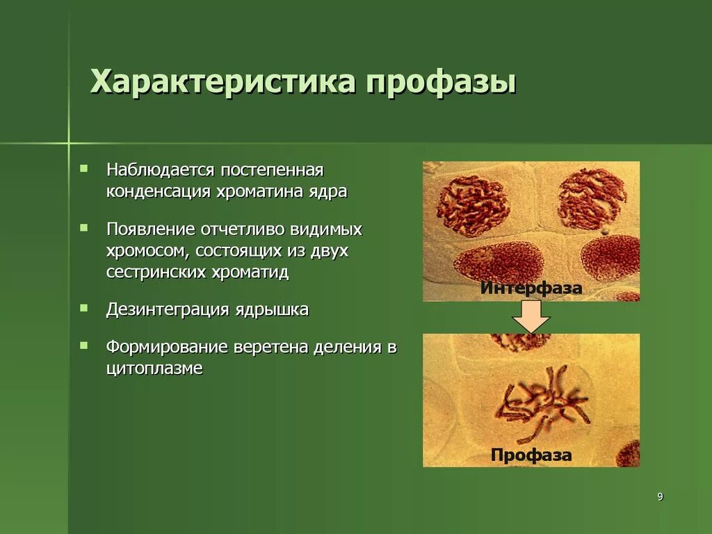 Профаза описание процесса. Особенности профазы. Профаза характеристика. Особенности стадии профазы. Профаза характеристика процессов.