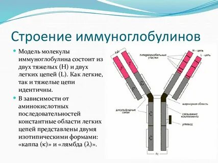 Причины повышенного иммуноглобулина g