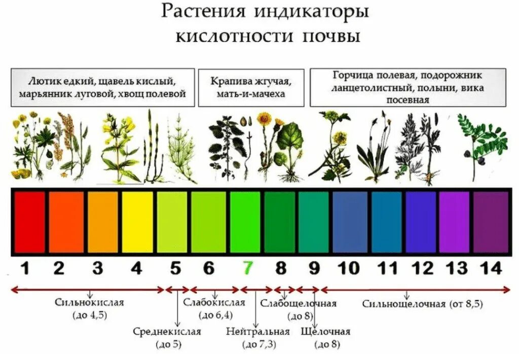 Как понять какая кислотность. Растения индикаторы кислотности почвы. кислотность почвы показатели ph. таблица измерения кислотности почвы. кислотность почвы 8.5.