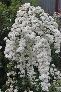 Невеста садовая многолетняя фото цветов