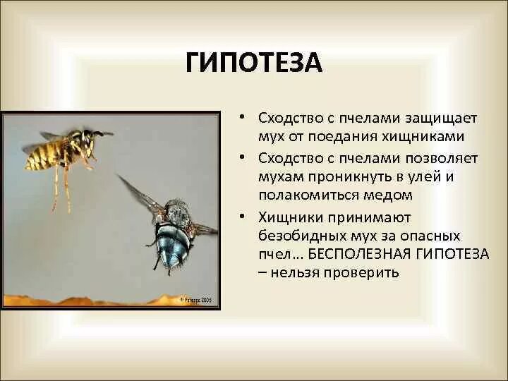 Сходство пчелы мухи. Сходство пчелы мухи