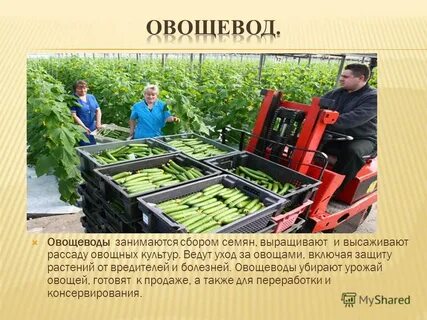 Карта овощевода
