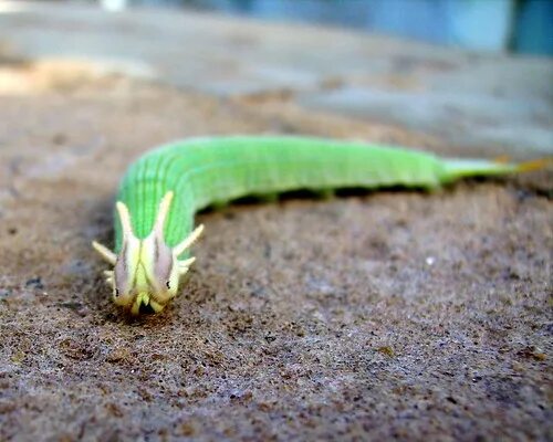 Dragonhead Caterpillar бабочка. Dragon headed Caterpillar.