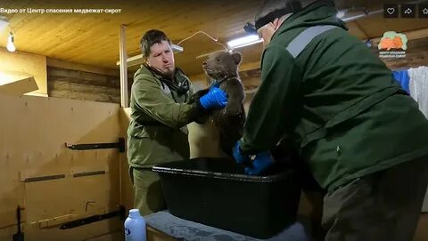 Центр спасения медвежат