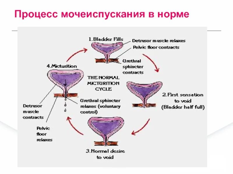 Неполное мочеиспускание. Схема процесса мочеиспускания. Процесс мочеиспускания анатомия. Мочеиспускание физиология. Акт мочеиспускания.