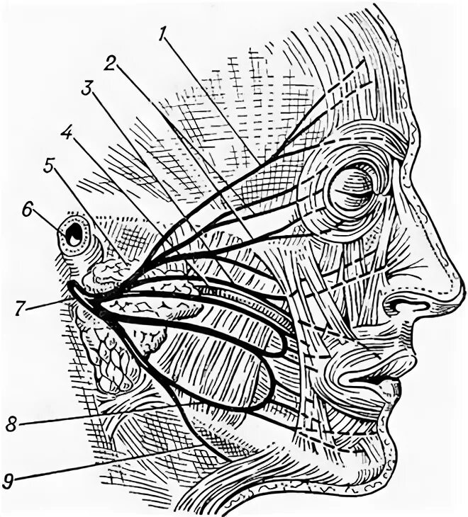 Черепные нервы лицевой нерв. Лицевые нервы Черепные нервы. Лицевой нерв ЧМН. Лицевой нерв анатомия иннервация. 7 черепной нерв