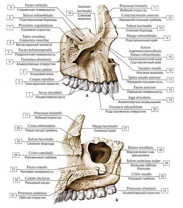 Клыковая ямка. Анатомическое строение верхней челюсти. Носовая поверхность верхней челюсти латынь. Строение верхней челюсти на латыни. Верхняя челюсть анатомия строение латынь.