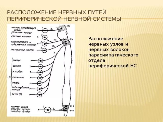 Нервные узлы это тела. Расположение нервных узлов. Расположение нервных узлов парасимпатического отдела. Ганглии парасимпатической нервной системы. Нервные узлы человека.